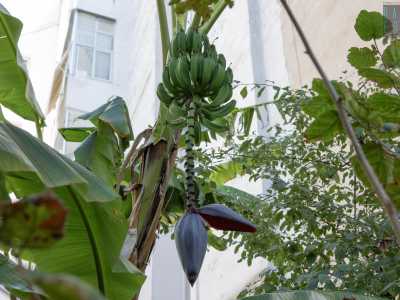 A dominare l�ambiente c�� un ricco bananeto con tanto di caschi...